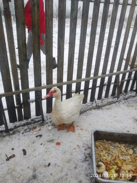 Великий вибір качурів на продажу,важковиків