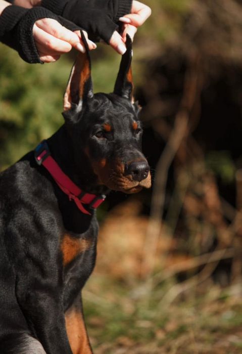 Топ доберман 4 місяці.