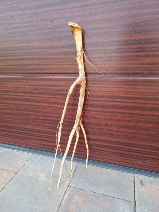 Ładny, średni naturalny korzeń do akwarium