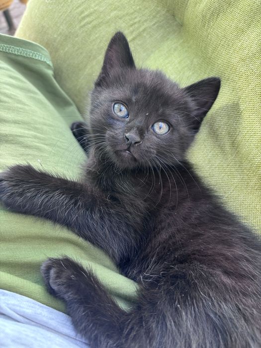 Чудова дівчинка шукає батьків кот кошка котик