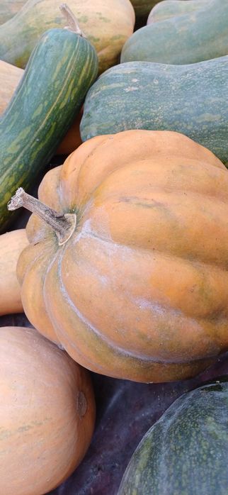 Гарбуз (сорти Гітара і Мускат де Прованс)