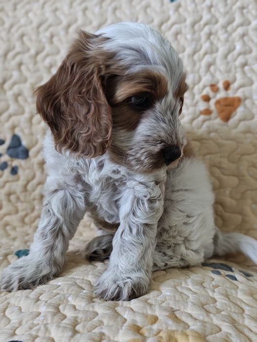 Cockapoo Spaniel&Pudel Miniaturowy