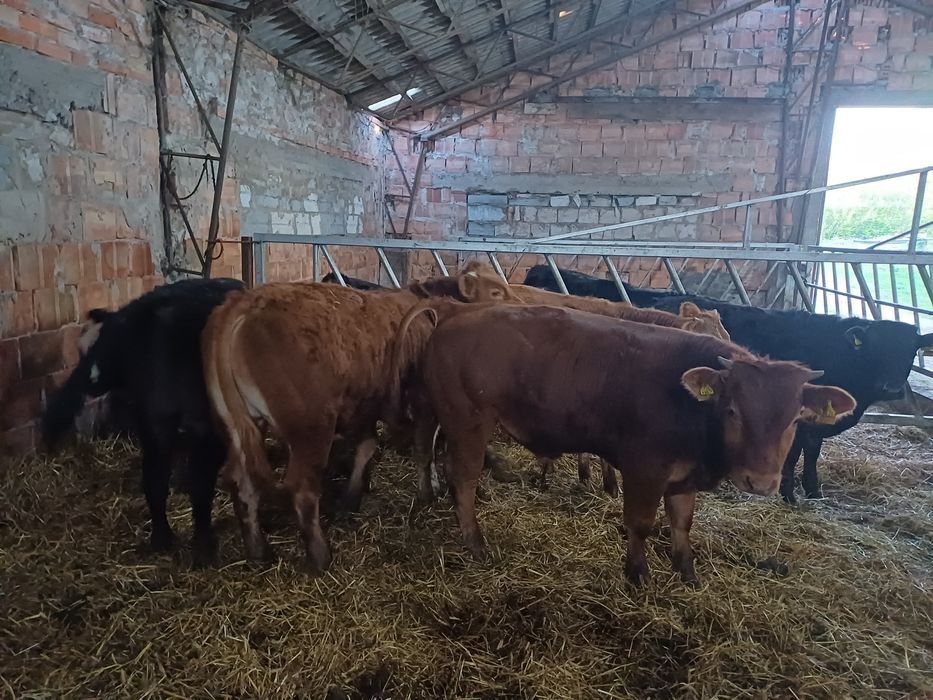 Byczki odsadki limousine LM I MM 60szt