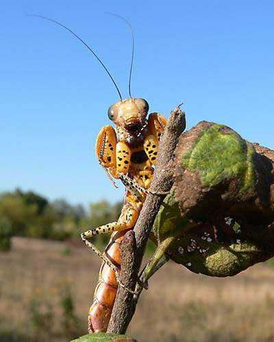 Tarachodula pantherina MODLISZKA PANTERA