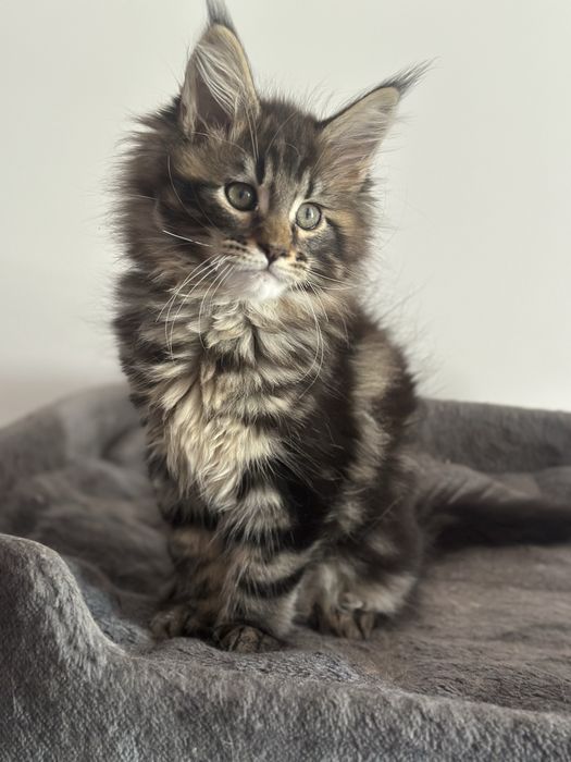 Мейн кун хлопчик Львів