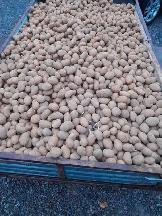 Ziemniaki paszowe odpadowe dla  zwierzat