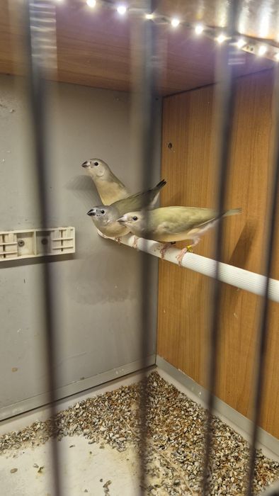 Amadyny wspaniałe młode