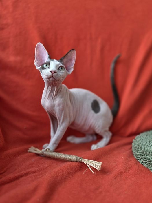 Девон Рекс- хлопчик