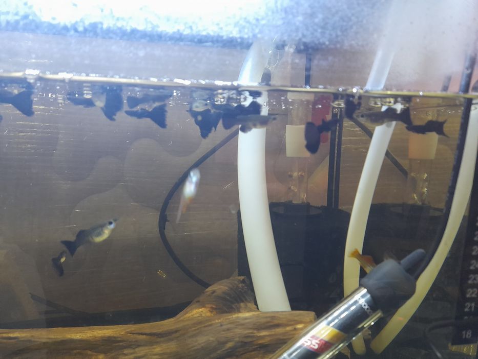 Ancistrus sp recem nascidos e com mais de um ano