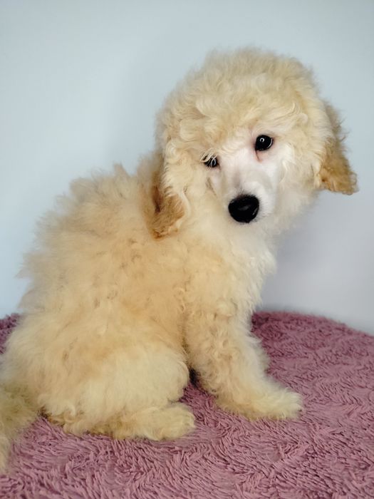 ZAREZERWOWANA. Pudel Miniatura, apricot-beżowa