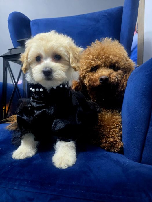 Maltipoo pełna uroku sunieczka red
