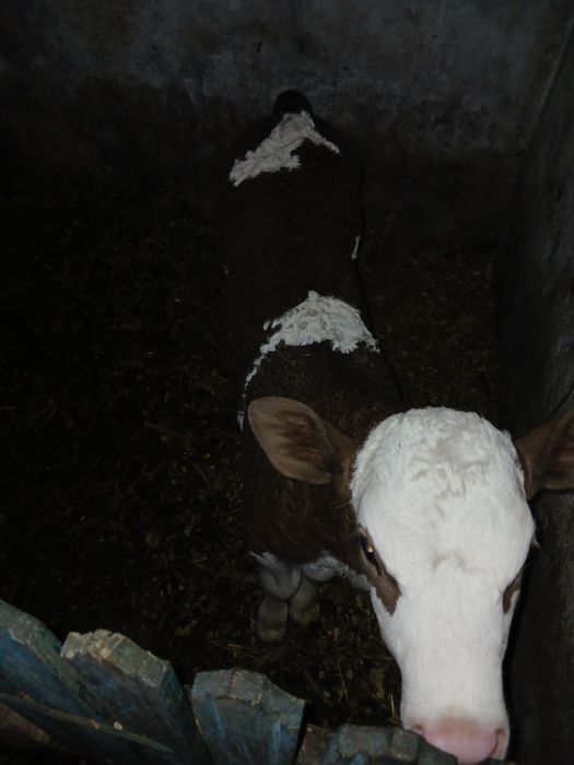 Теличка на тримання