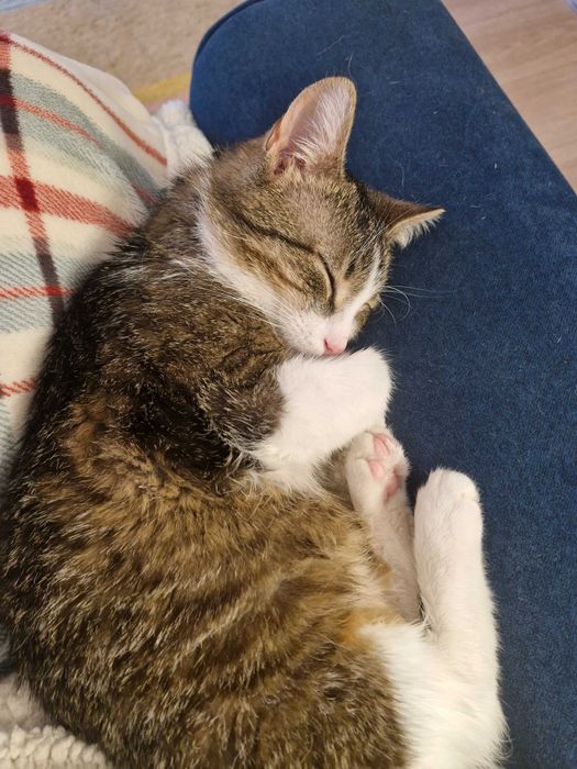 8-miesięczny kot szuka domu