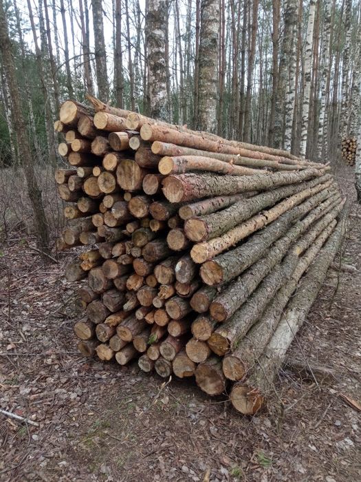 Sprzedam drzewo sosnowe