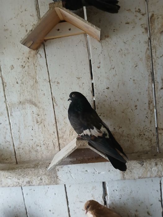 Gołębie kierowogradzkie