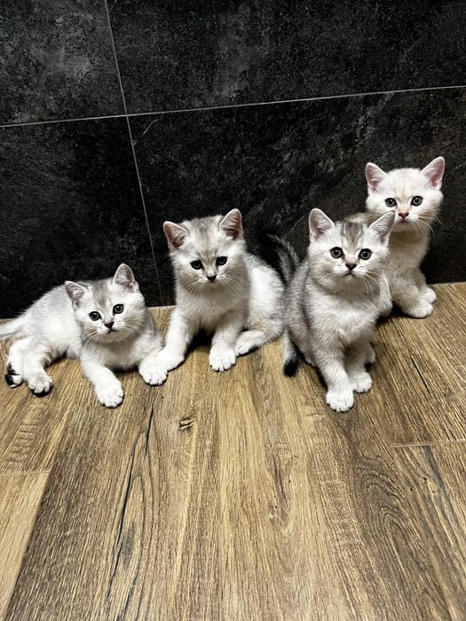 шотландські кошенята