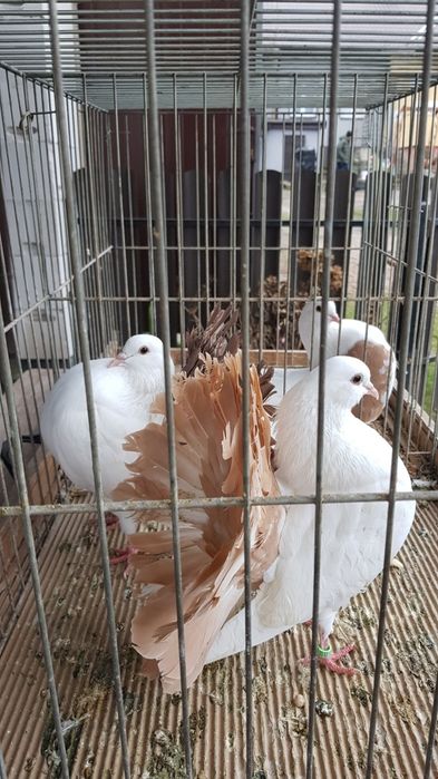 Gołębie Pawiki para