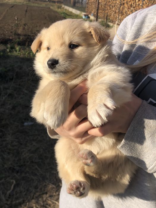 Віддам 9 щенят, 4 дівчинки 5 хлопчиків