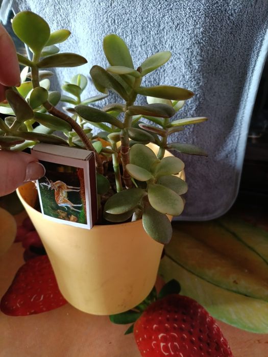 Товстянка яйцеподібна або грошове дерево