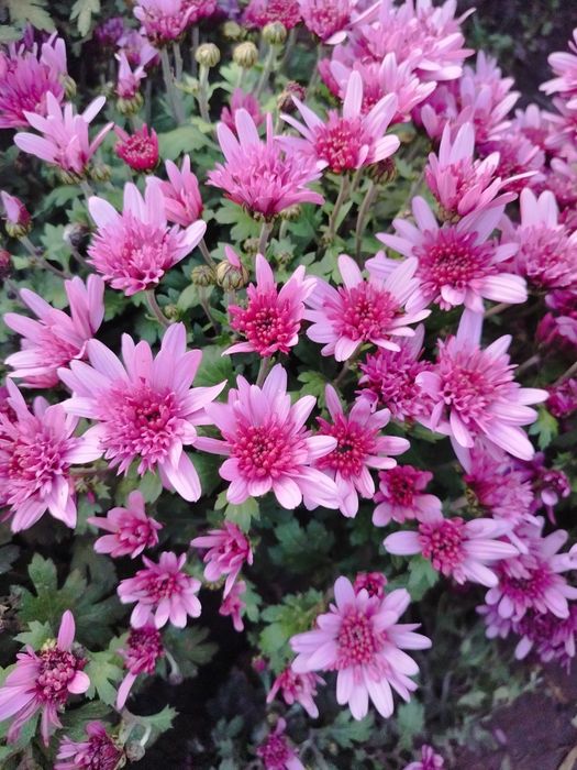 Хризантема мультифлора, саджанці