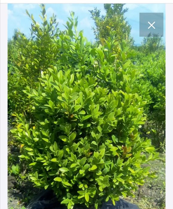 Вічнозелений самшит.