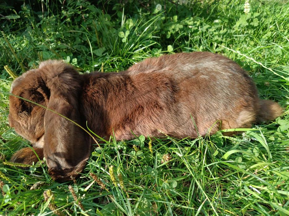 Baran francuski Hawana