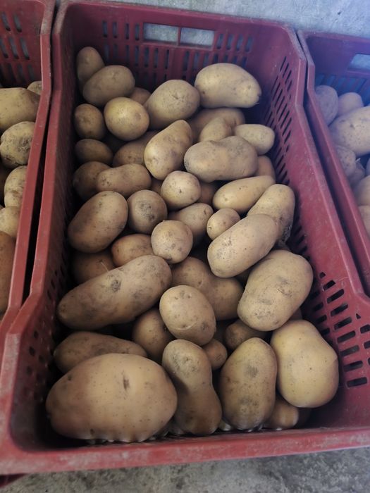 Batata nova 13€ a caixa