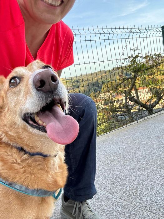 O melhor cão do mundo (porte pequeno) para adoção responsável