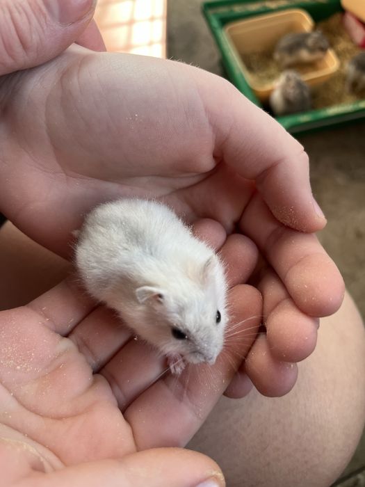 Хомʼяк, хомяки,  хомячок, хомʼячок