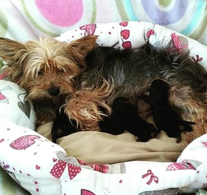 Menino Yorkshire Terrier TOP