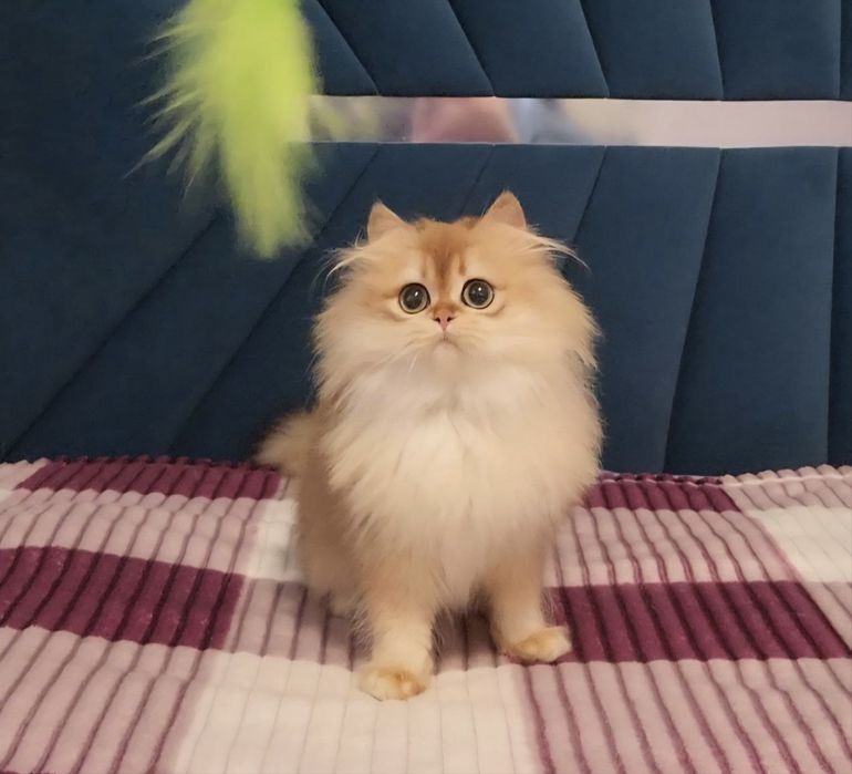 Хлопчик золота шиншила