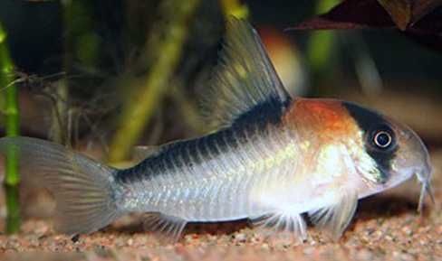 Kirys Adolfoi/Duplicaurelus - 3 cm - Sklep Zoologiczny ALTUM