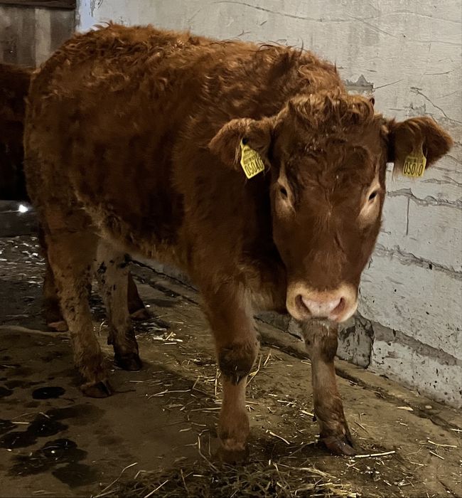 Jałówki LM odsadki