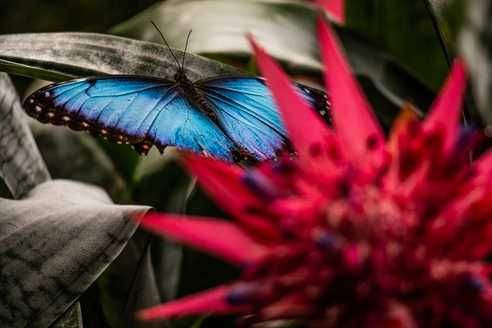 Fotoobraz na płótnie - błękitny motyl