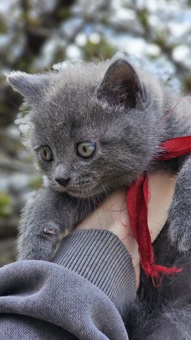 Кошенята  британські короткошерстні (3 хлопчика + 1 дівчинка) 2 місяці.