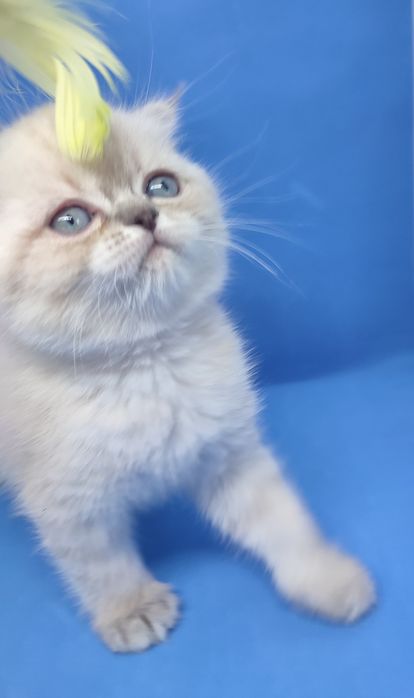 Скотиш фолд , вислоухий , шотландский