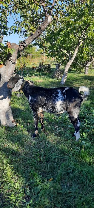 Цап . На плем'я .