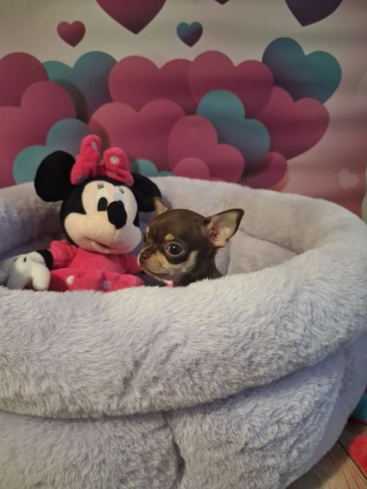 Mała laleczka  Edna chihuahua