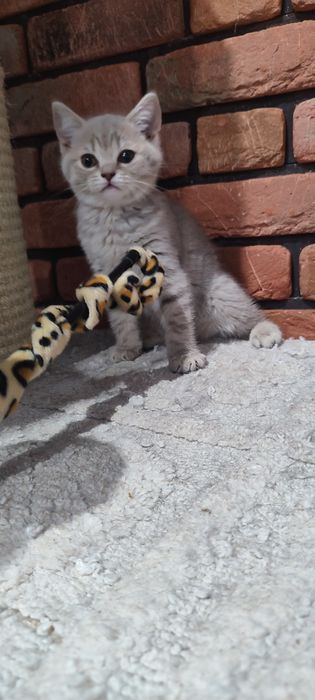 Kotka brytyjska liliowa pręgowana