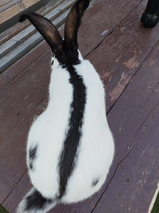 Кролі строкачі. ..