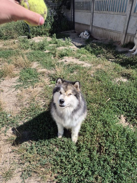 alaskan malamut.