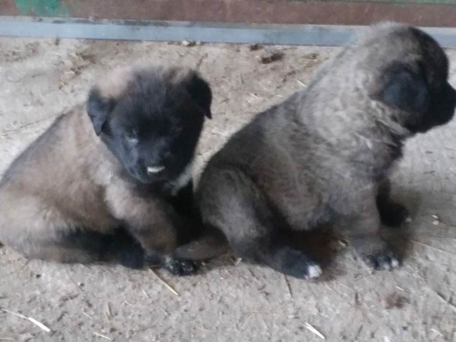 Serra da Estrela cachorros vendo