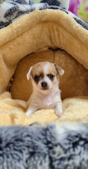 Śliczny chłopczyk chihuahua krótkowłosy