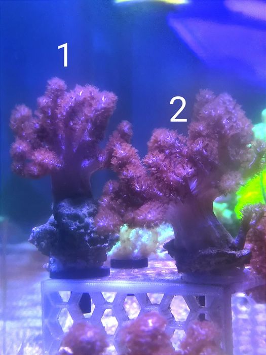 Coral Capnella/Kenya Tree (envio gratuito)