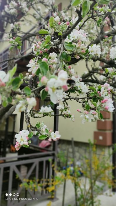 Відпочинок в Карпатах.