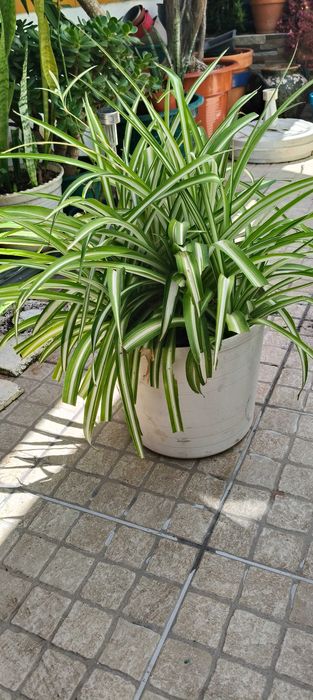 Planta Aranha / Chlorophytum