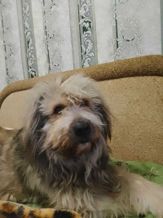 В'язка (случка) собаки