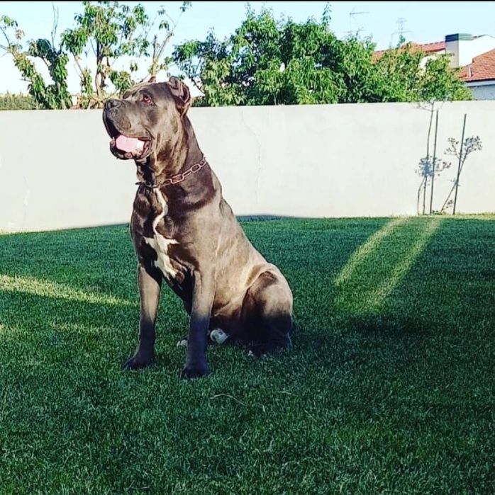 Cachorro cane corso  cinzento com Lop