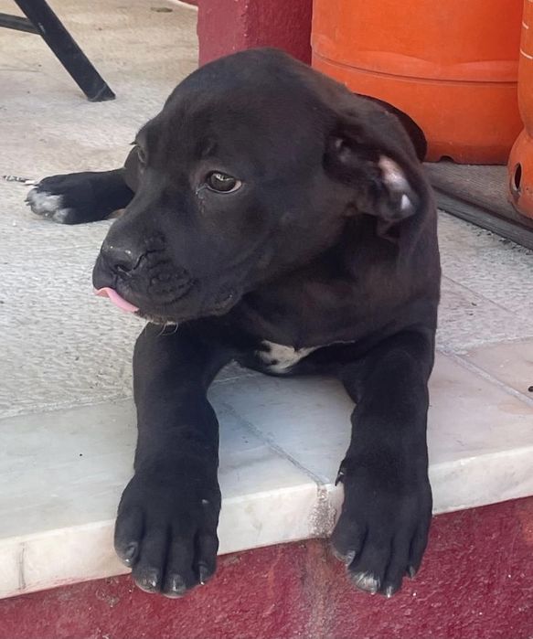 Fêmea Cane Corso Italiano