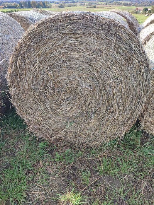 Słoma 140x120 duże bele